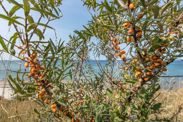 insel-salz.de - Sanddornsalz