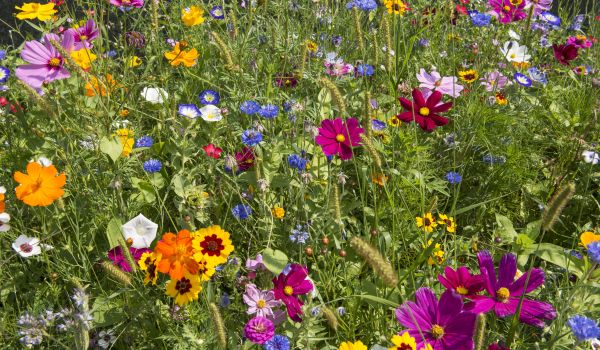 insel-salz.de - Wildblütensalz