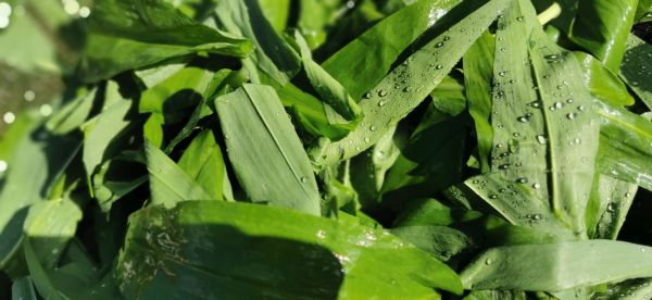 insel-salz.de - Bärlauchsalz